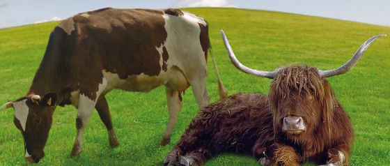 Buchempfehlung: Die Kuh ist kein Klima-Killer